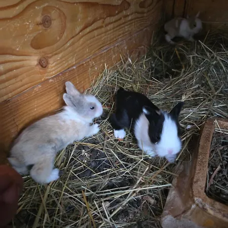 Nad-stawem 2 Wielowies (Sulecin)