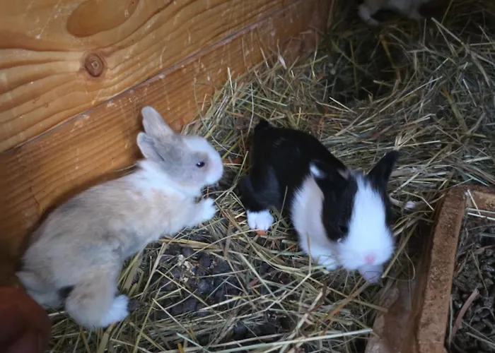 Nad-stawem 2 Wielowies (Sulecin)