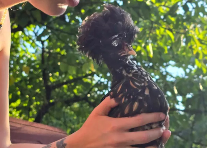 Nad-stawem 2 * Wielowies (Sulecin)