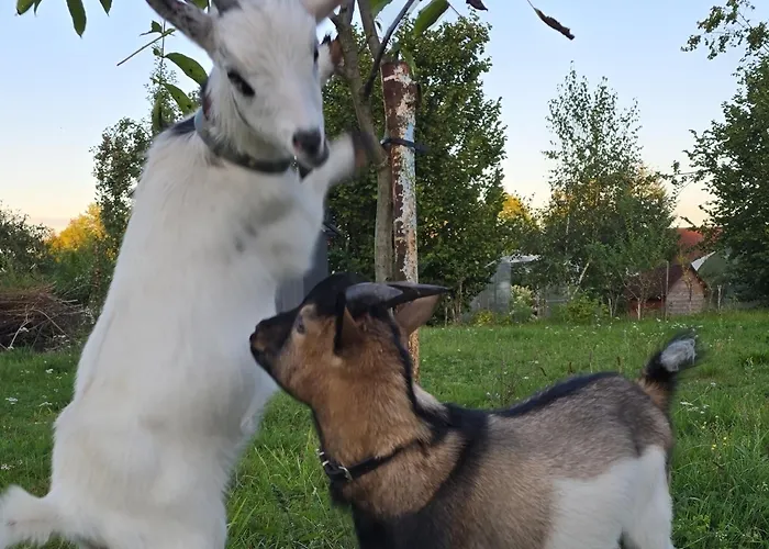 Nad-stawem 2 Holiday home Wielowies (Sulecin)